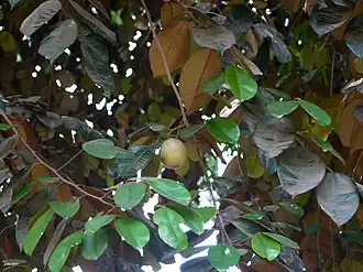 Description de cette image, également commentée ci-après