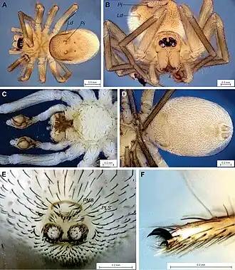 Description de l'image Chumma foordi (10.3897-afrinvertebr.65.138735) Figure 1.jpg.