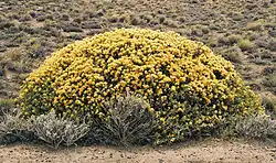 Quilembai (Chuquiraga avellanedae).