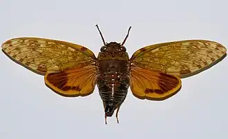 Yanga andriana (mahabo, Madagascar)