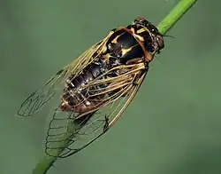 Cicadatra platyptera.