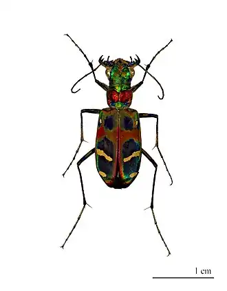 Cicindela chinensis.