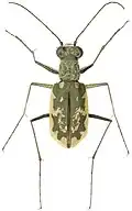 Cicindela marginata.