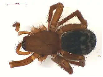 Description de l'image Cicurina breviaria f2.jpg.