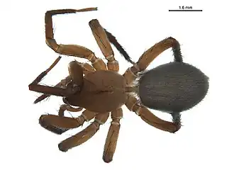 Description de l'image Cicurina idahoana f.jpg.