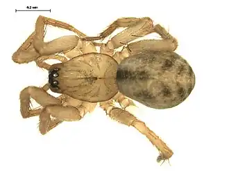 Description de l'image Cicurina placida f.jpg.