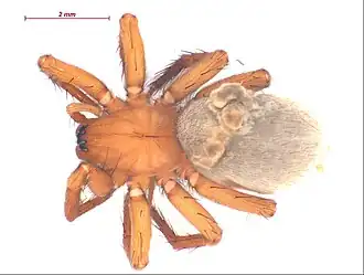 Description de l'image Cicurina simplex f1.jpg.
