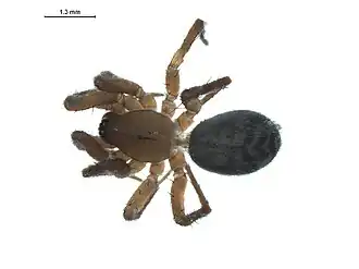 Description de l'image Cicurina tersa f.jpg.