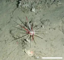 Spécimen in situ (-420&nbsp;m)