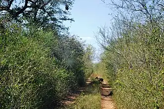 Végétation au parc national Kaa Iya del Gran Chaco.