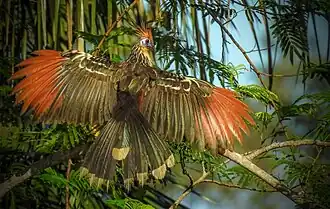 Opisthocomus hoazin (Opisthocomiformes).