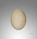 Œuf de cigogne noire, de la collection du muséum d'histoire naturelle de Toulouse et provenant de Pont-de-Crau, en France.