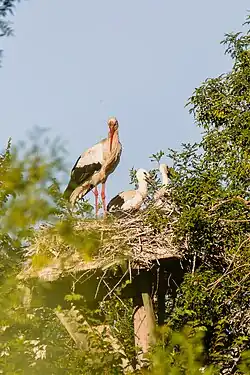 Cigogne blanche adulte et deux jeunes, reconnaissables à leurs becs sombres.