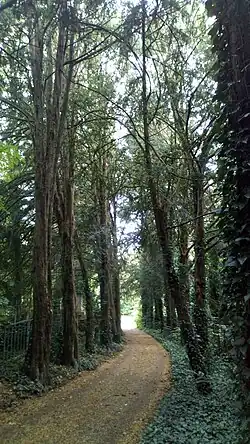 Alignement d'ifs du Cimetière de La Madeleine (Amiens).