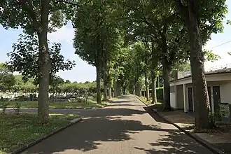 Avenue du Pourtour Ouest : érables et tilleuls (au niveau de la division 19).