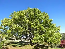 Cinnamomum camphora (plante-hôte)