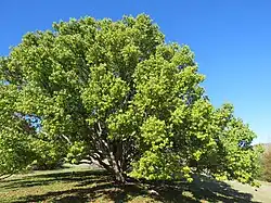 Cinnamomum camphora (autre plante-hôte)