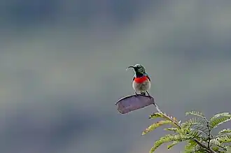 Description de l'image Cinnyris manoensis 15608134.jpg.