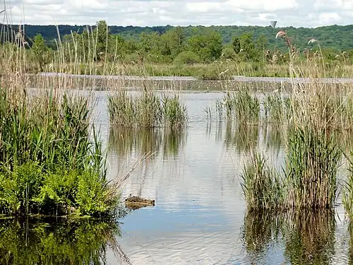 Les marais de Cinqueux, compris dans les marais de Sacy-le-Grand.