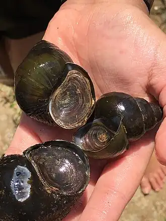 Description de cette image, également commentée ci-après