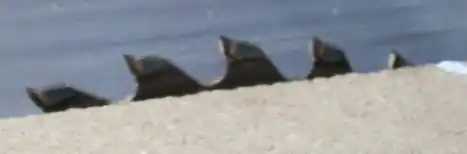 Dents de lame de scie circulaire.