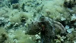 Un vieux poulpe sur le plateau