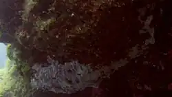 Une éponge sur le tombant