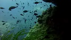 Un banc de castagnoles