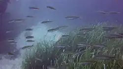 Des girelles sur les posidonies