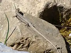 Lézard au Cirque de Gavarnie (peut-être Lézard vivipare, Zootoca vivipara).