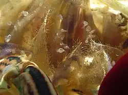 Cirripèdes de la famille des Poecilasmatidae sur les branchies d'une exuvie de crabe.