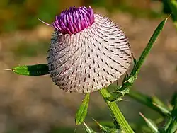 Cirsium eriophorum ; le diamètre de la fleur est d'environ 4&nbsp;cm. Dans le parc national de Kozara (Bosnie-Herzégovine).