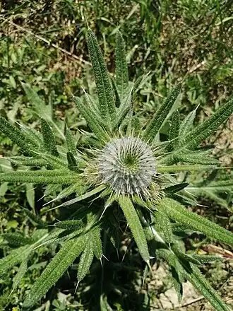 Description de cette image, également commentée ci-après