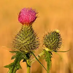 Cirsium vulgare.