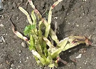 Description de l'image Cissus_cactiformis.jpg.