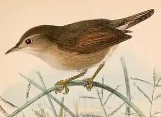 Description de l'image Cisticola brachypterus brachypterus 1870.jpg.