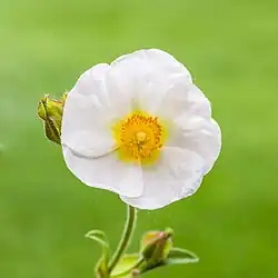 Fleur d'un ciste, aux Pays-Bas.