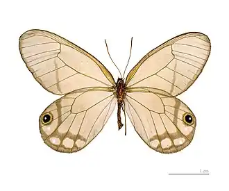 Cithaerias andromeda andromeda  Muséum de Toulouse