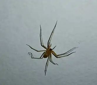 Description de l'image Cithaeron praedonius 67528493.jpg.