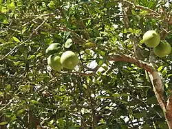 Citrus aurantifolia, plante hôte de Papilio andraemon