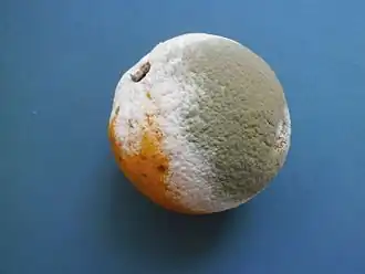 Image illustrative de l’article Pourriture grise