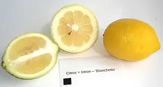 Image illustrative de l’article Limone dell'Etna