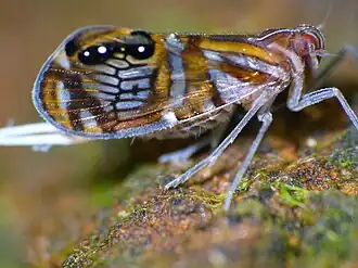 Description de cette image, également commentée ci-après