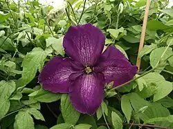 Clématite Jackmanii Purpurea ‘Zojapur’ PBR & PP