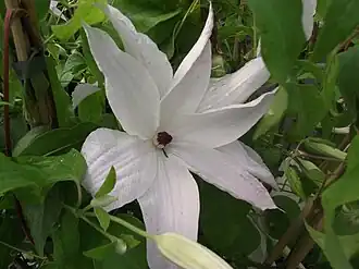 Description de l'image Clématite patens X 'Beautiful bride'.JPG.