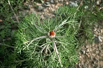 Cladanthe d’Arabie (Cladanthus arabicus (L.) Cass), à Beni Bahdel, dans la région de Tlemcen, germe en hiver et fleurit d'avril à juin.