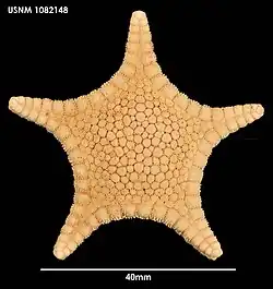 Cladaster macrobrachius