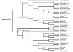 Clade des Atheriniformes d'après Near & Thacker, 2024