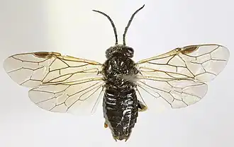 Description de cette image, également commentée ci-après