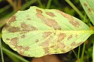 Fungi - Chytridiomycota, espèce Cladochytrium menyanthis (ceb)